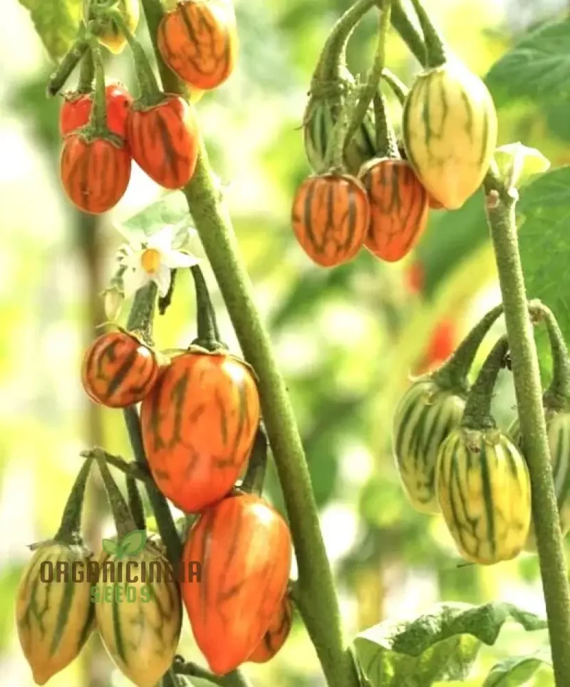 Eggplant - Togo Seeds for a Unique Gardening Experience and a Bountiful Harvest of Flavorful Produce!