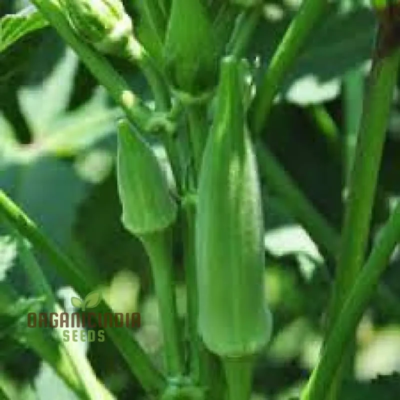 Okra - Heirloom Mix Seeds for Planting and Gardening - Premium Quality Non-GMO Varieties