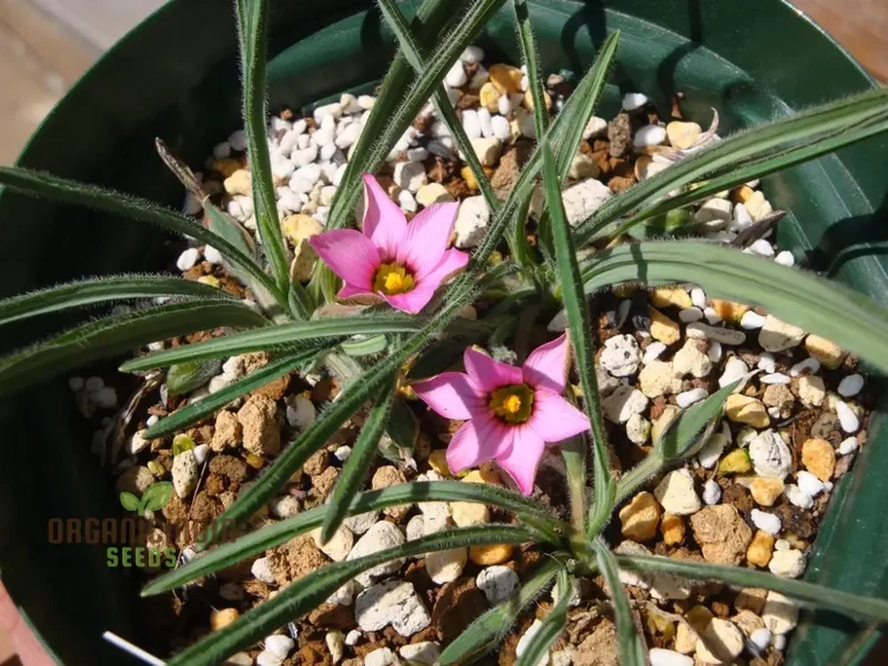 Romulea Tetragona Flower Seeds For Planting, Growing Exotic and Striking Blooms for Your Garden
