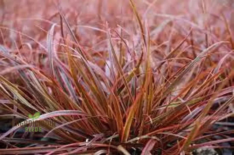 Uncinia Egmontiana Seeds - Ornamental Grass for Gardening Enthusiasts - Rare and Exquisite Seeds Variety