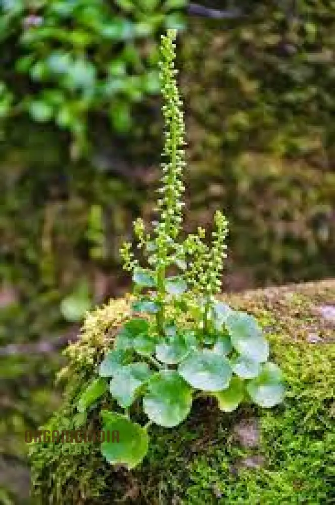 Umbilicus Rupestris Seeds for Rock Gardens | Hardy Succulent Seeds for Gardening Enthusiasts