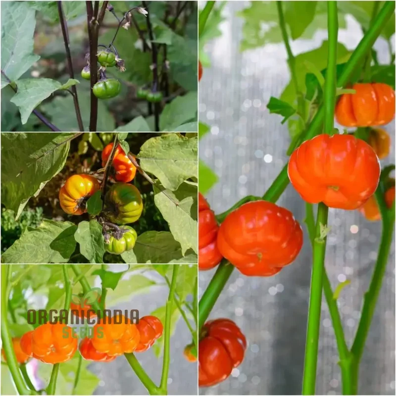 Eggplant - Red Ruffle Seeds Elevate Your Gardening with Vibrant, Flavorful Harvests!