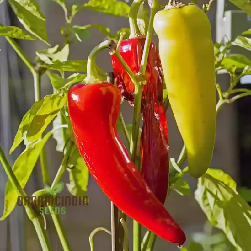 Chilli - Bido Tacana RED Seeds for Planting and Gardening - Organic Seeds