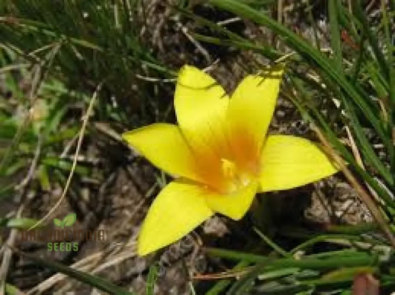 Romulea Macowanii Alticola Flower Seeds For Planting, Adding Vibrant Alpine Beauty to Your Garden