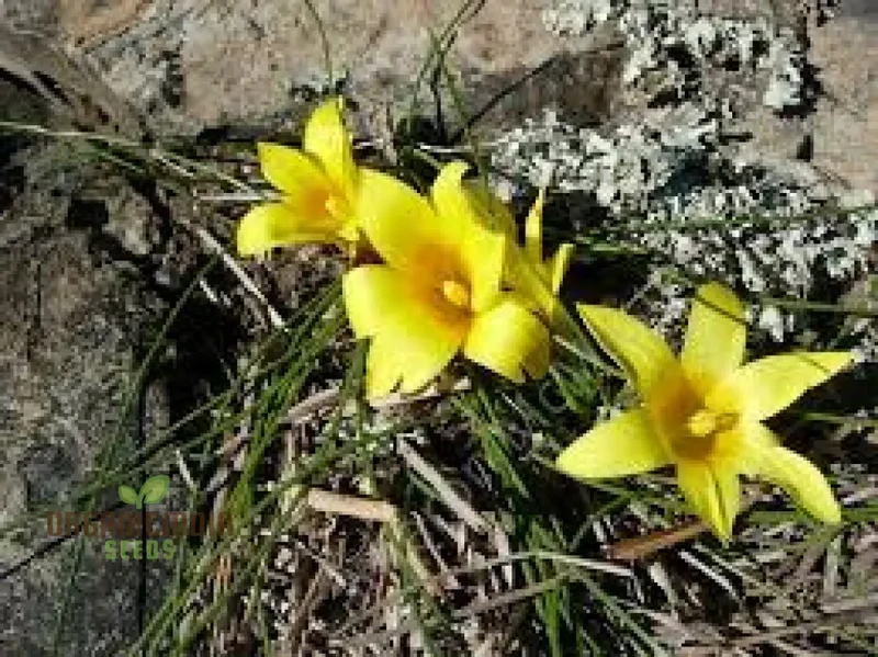 Romulea Macowanii Alticola Flower Seeds For Planting, Adding Vibrant Alpine Beauty to Your Garden