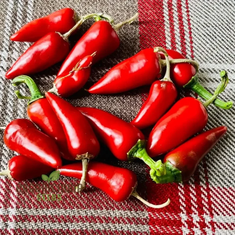 Chilli - Little Hottie F1 Seeds for Planting and Gardening | Premium Quality Seeds