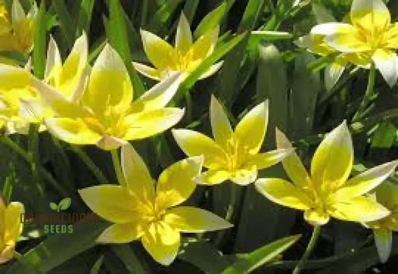 Tulipa Tarda Seeds - Premium Quality Seeds for Planting and Gardening Enthusiasts