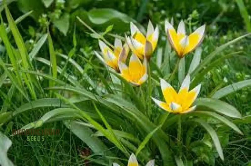 Tulipa Tarda Seeds - Premium Quality Seeds for Planting and Gardening Enthusiasts