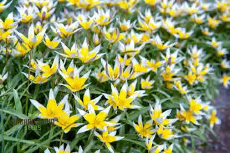 Tulipa Tarda Seeds - Premium Quality Seeds for Planting and Gardening Enthusiasts