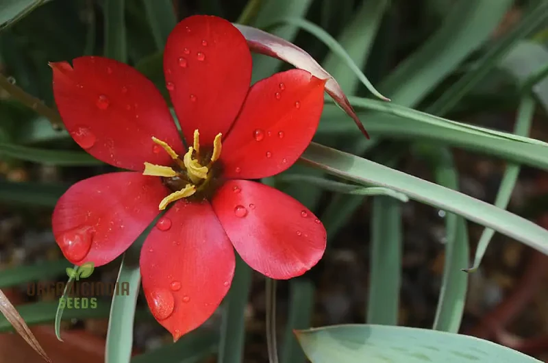 TULIPA MONTANA Seeds for Planting - Perfect for Gardening Enthusiasts - Buy Organic Tulip Seeds Online