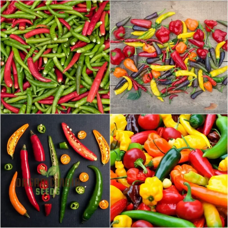 Chilli - Heirloom Mix Seeds for Planting, Premium Quality Seeds for Planting & Gardening