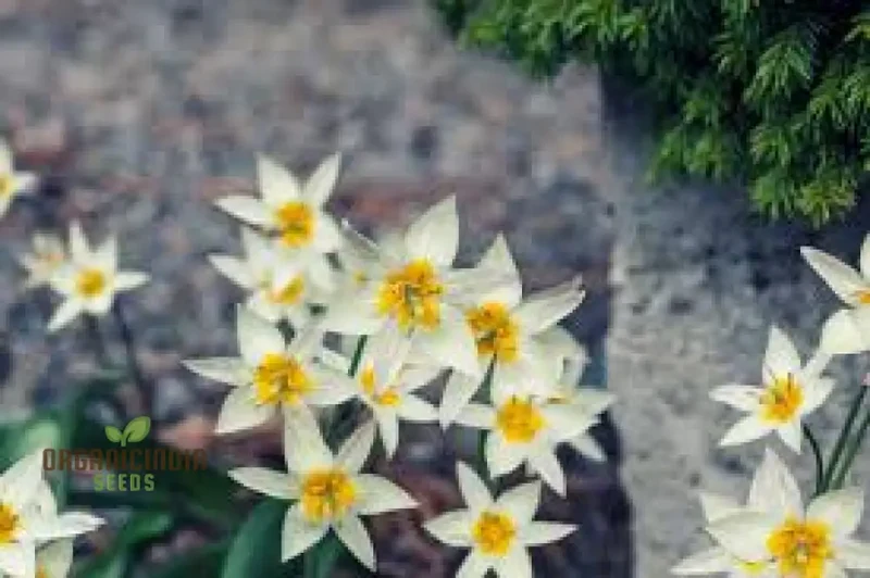 TULIPA BIFLORIFORMIS Seeds for Planting - Premium Quality Gardening Tulip Flowers for Beautiful Spring Blooms - Ideal for Home and Garden Landscaping