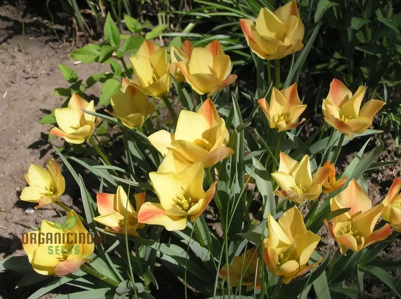 TULIPA BATALINII Seeds for Planting - Ideal for Gardening Enthusiasts - Buy Organic Flower Seeds Online
