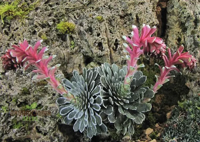 Rare Saxifraga Federici-Augusti Grisebachii Seeds for Gardening Enthusiasts - Premium Quality Planting Seeds