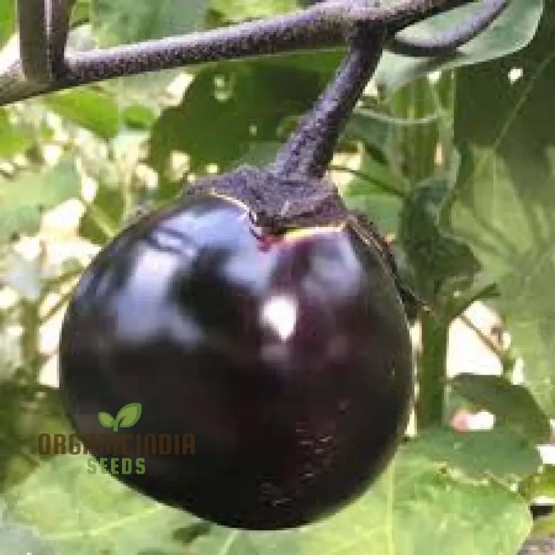 Japanese Kamo Eggplant Seeds: Elevate Your Garden with Exquisite Flavor and Rich Culinary Tradition!