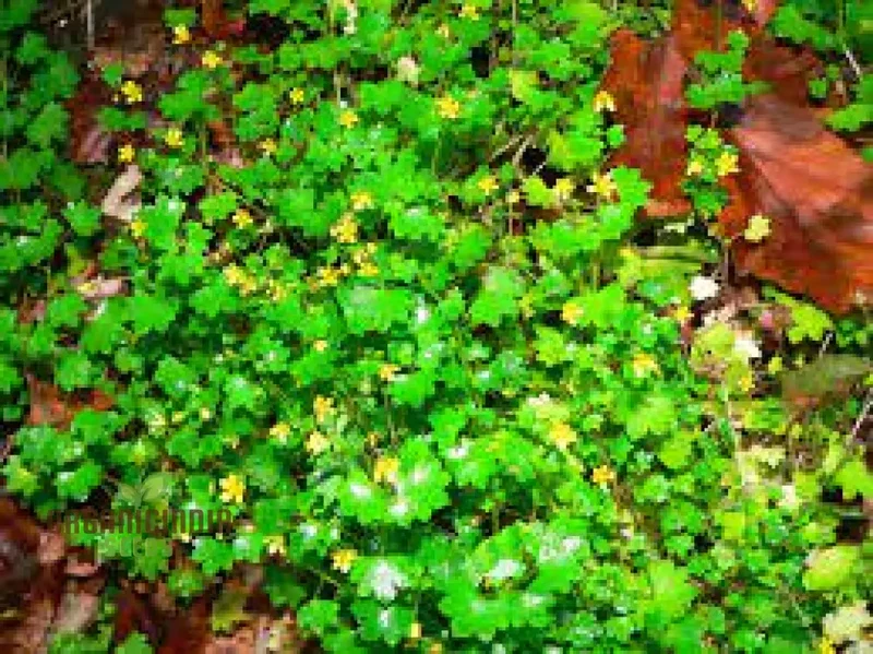 Saxifraga Cymbalaria Seeds for Gardening Enthusiasts | Buy Rare Alpine Plant Seeds Online