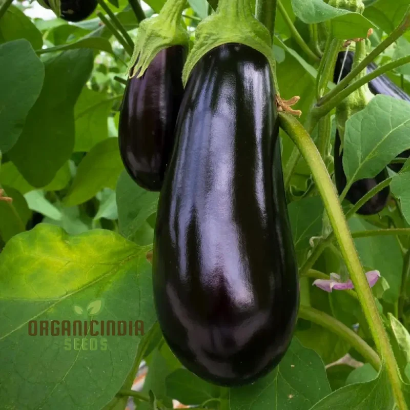 Florida Market Eggplant Seeds for a Thriving Garden and Fresh Harvests!