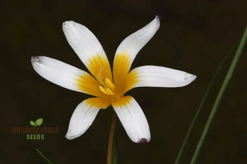 Romulea Bulbodium Album Flower Seeds For Planting, Growing Elegant White Blooms for Your Garden