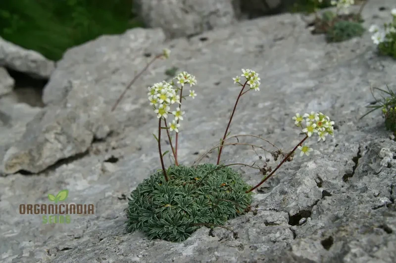 Saxifraga Crustata Flower Seeds for Planting - Premium Quality Gardening Seeds for Groundcover and Rock Gardens