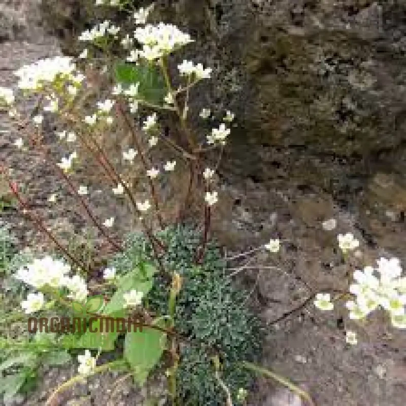 Saxifraga Crustata Flower Seeds for Planting - Premium Quality Gardening Seeds for Groundcover and Rock Gardens