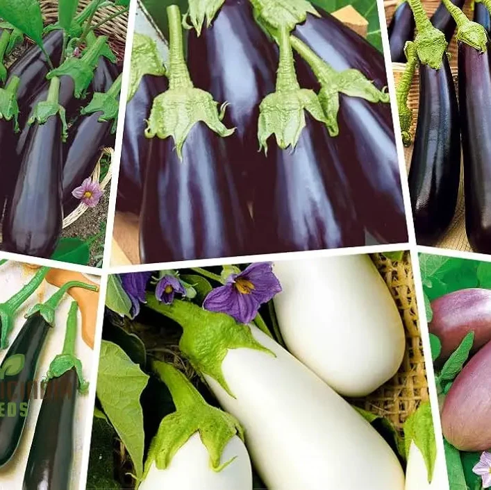 Eggplant Heirloom Mix Seeds Elevate Your Gardening with a Variety of Flavors and Colors Straight from Your Garden!