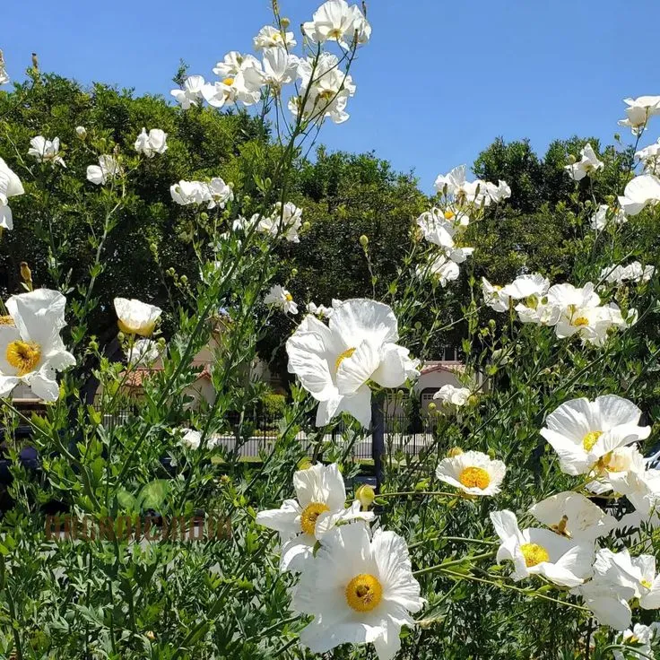 Romneya Coulteri Flower Seeds For Planting, Growing Stunning White Poppies for Your Garden