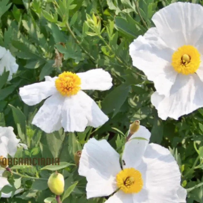 Romneya Coulteri Flower Seeds For Planting, Growing Stunning White Poppies for Your Garden