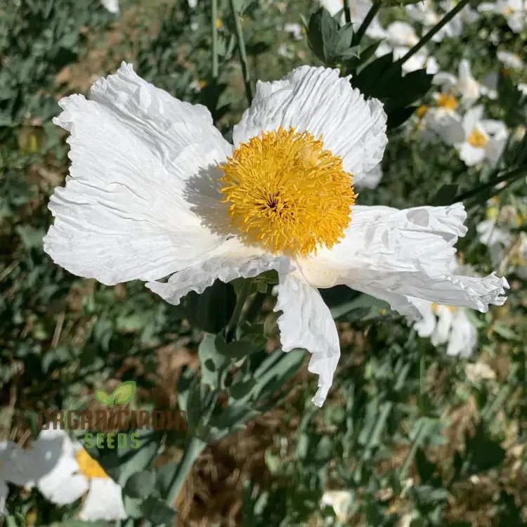 Romneya Coulteri Flower Seeds For Planting, Growing Stunning White Poppies for Your Garden