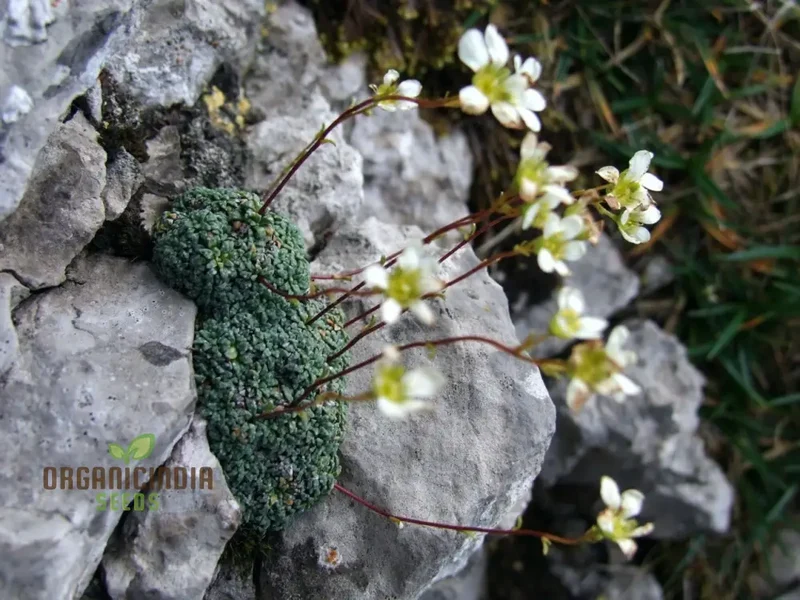 Rare Saxifraga Caesia Seeds for Gardening Enthusiasts | Buy Saxifraga Caesia Seeds Online