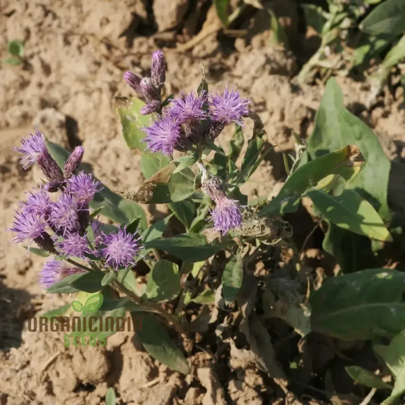 Saussurea Nepalensis Seeds for Gardening Enthusiasts - High-Quality Organic Flower Seeds for Planting | Buy Seeds Online