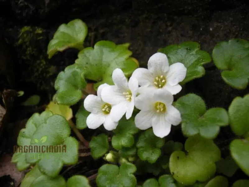 Romanoffia Unalaschcensis Flower Seeds For Planting, Cultivating Rare and Delicate Alpine Blooms