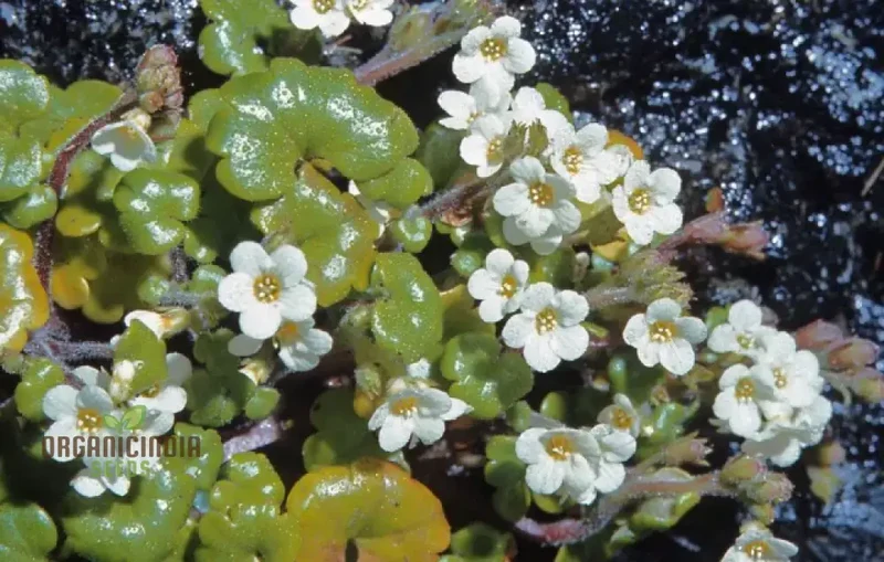 Romanoffia Unalaschcensis Flower Seeds For Planting, Cultivating Rare and Delicate Alpine Blooms
