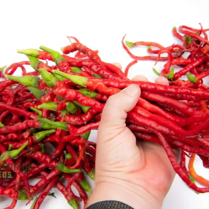 Chilli - Bangalore Whippet's Tail Seeds for Planting and Gardening