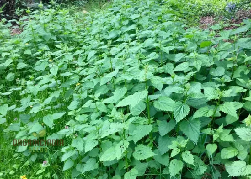 Nettle Nayuruvi Seeds for Planting – Healthy, Nutritious, Easy-Grow Herb Variety