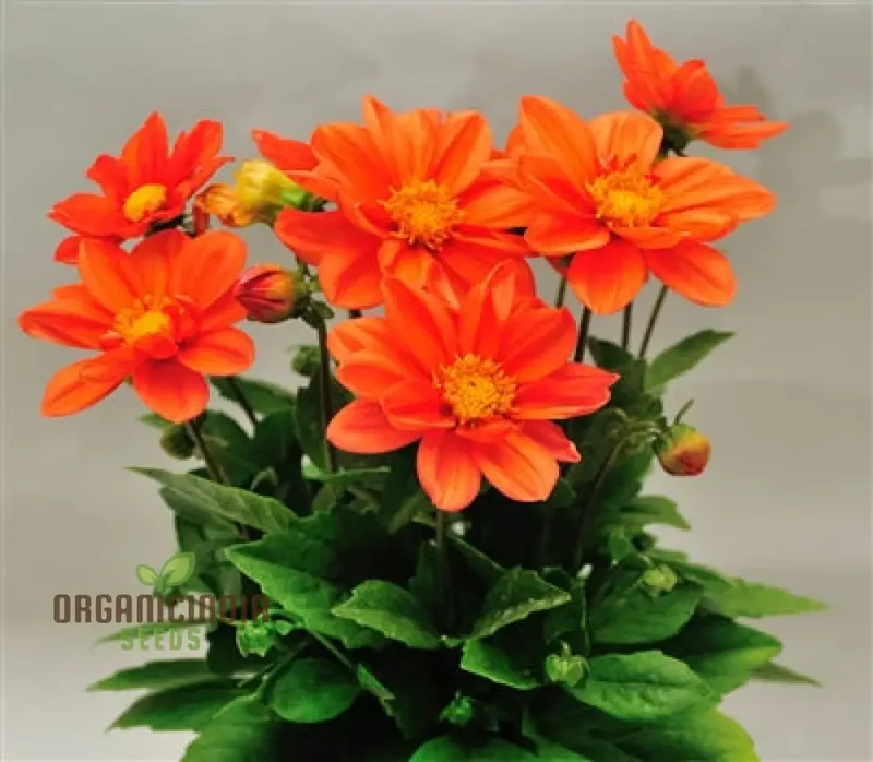 Dahlia - Delight in Orange Shades Seeds for Vibrant Blooms and Beautiful Garden Landscaping!