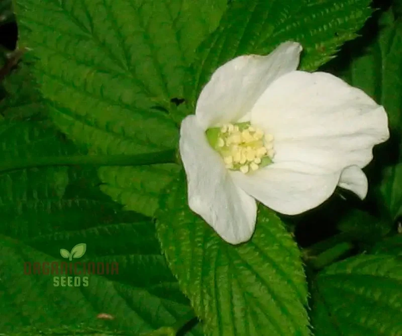 Rhodotypos Scandens Flower Seeds For Planting, Growing Unique and Hardy Blooms for Your Garden