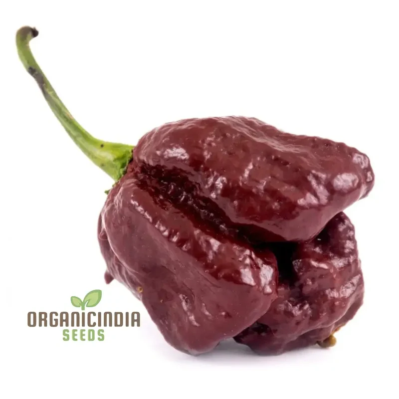 Chilli Seeds - Trinidad 7 Pod Brown for Planting & Gardening