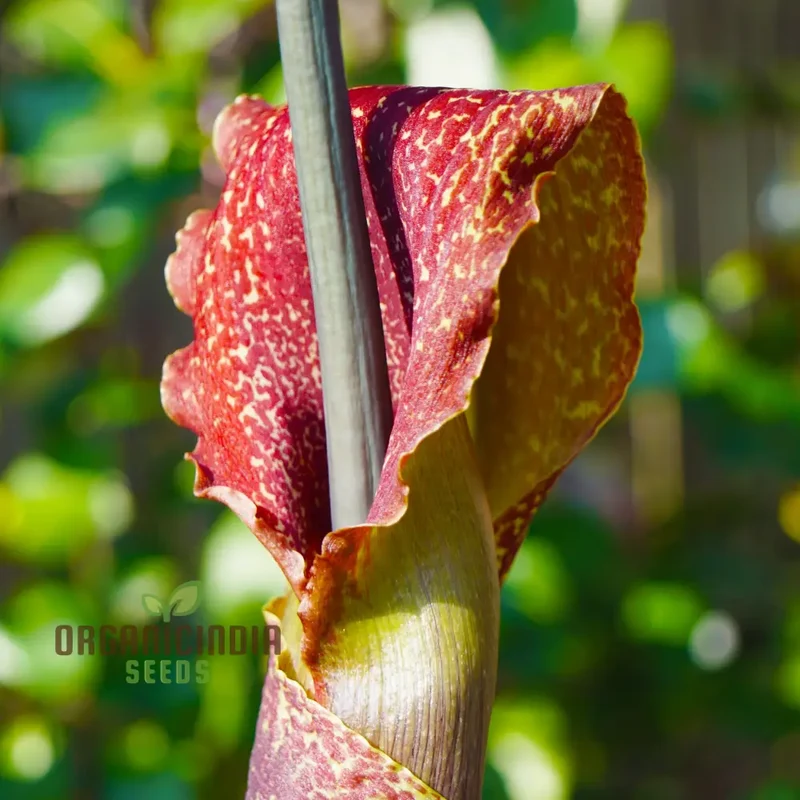Sauromatum Venosum (Bulbils) Seeds for Gardening Enthusiasts | Rare Arum Lily Bulbils for Planting and Growing Exotic Flowers