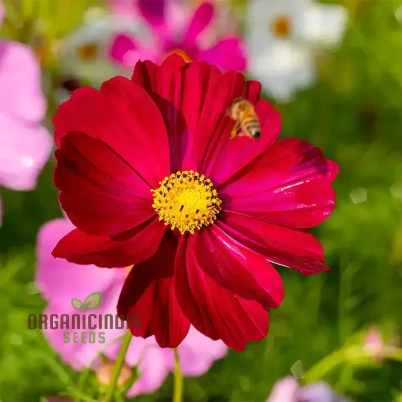 Cosmos Pink Sensation Dazzler Seeds for Planting: Add Floral Splendor to Your Garden