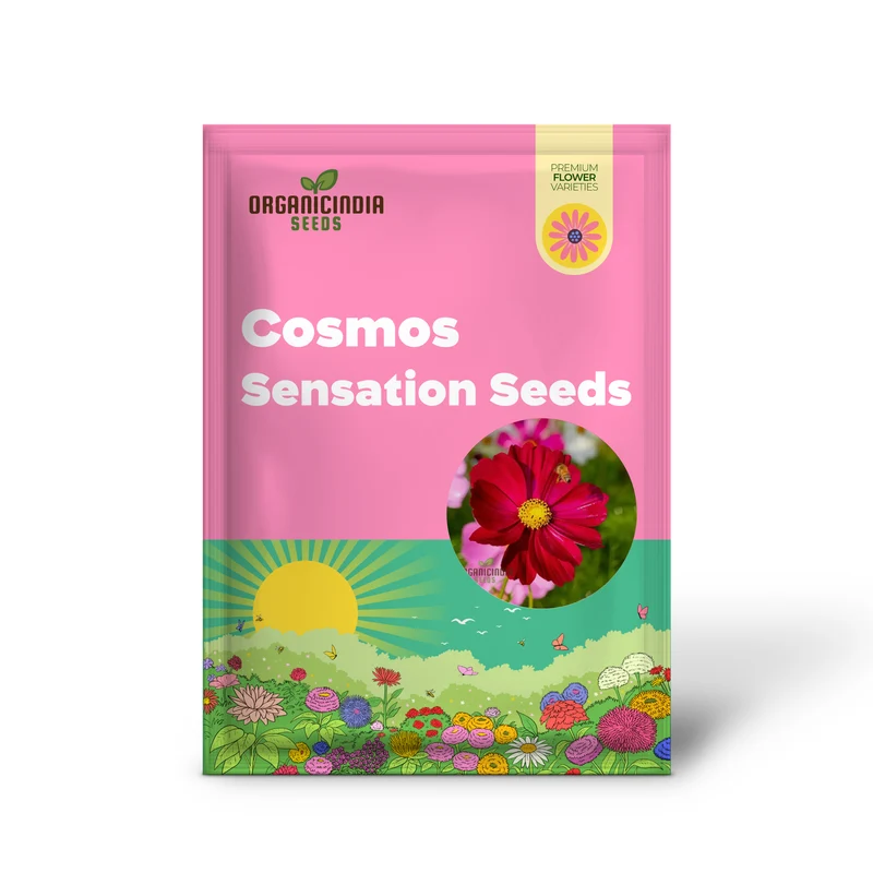 Cosmos Pink Sensation Dazzler Seeds for Planting: Add Floral Splendor to Your Garden