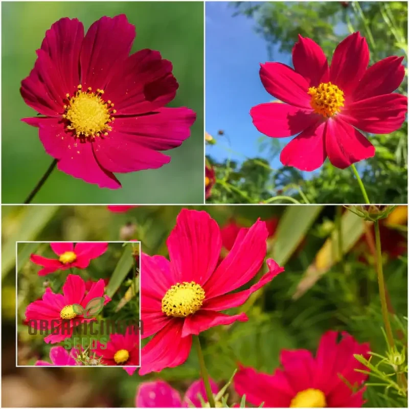 Cosmos Pink Sensation Dazzler Seeds for Planting: Add Floral Splendor to Your Garden