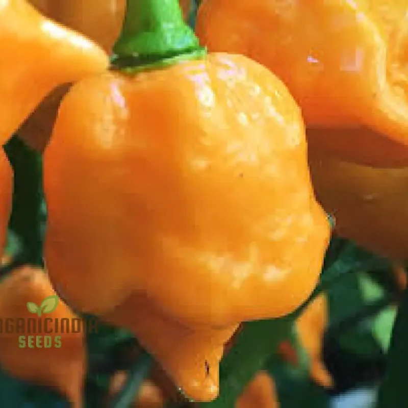 Trinidad Scorpion Yellow Chilli Seeds for Planting and Gardening