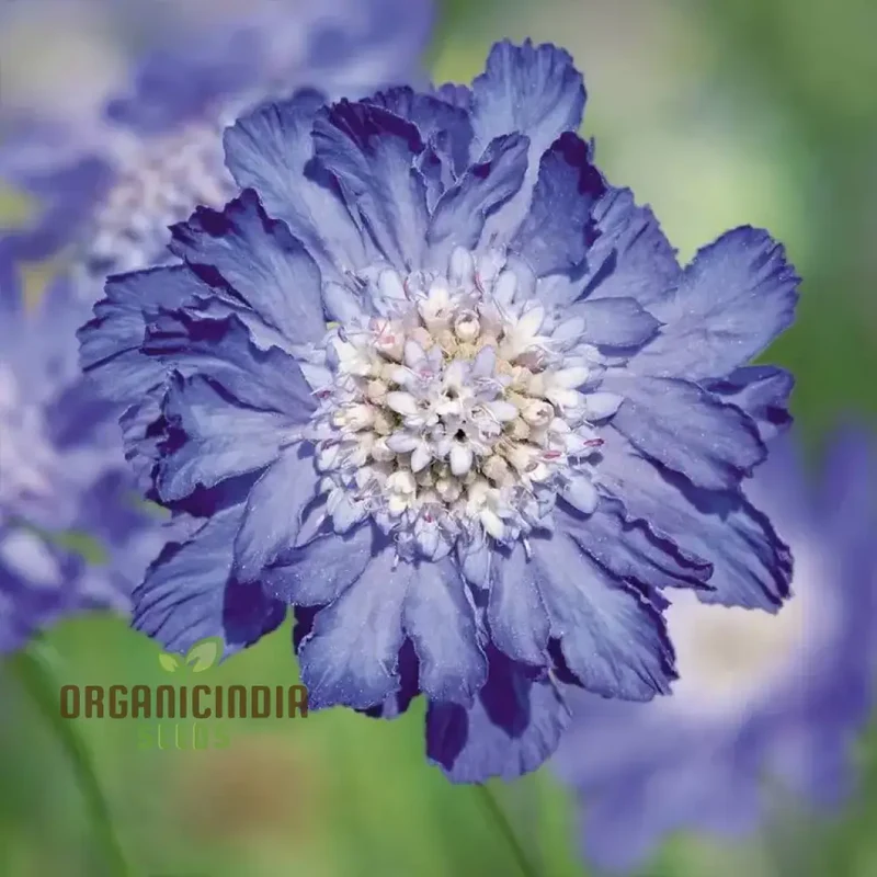 Scabiosa - Atro Blue Pincushion Seeds: Perfect for Gardening Enthusiasts Looking to Cultivate Beautiful Blooms!