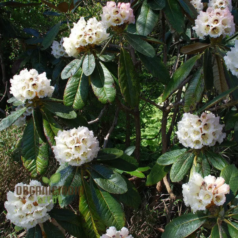 Rhododendron Seeds (Rhododendron macabeanum Seeds) - Majestic Hardy Blooms for Gardens