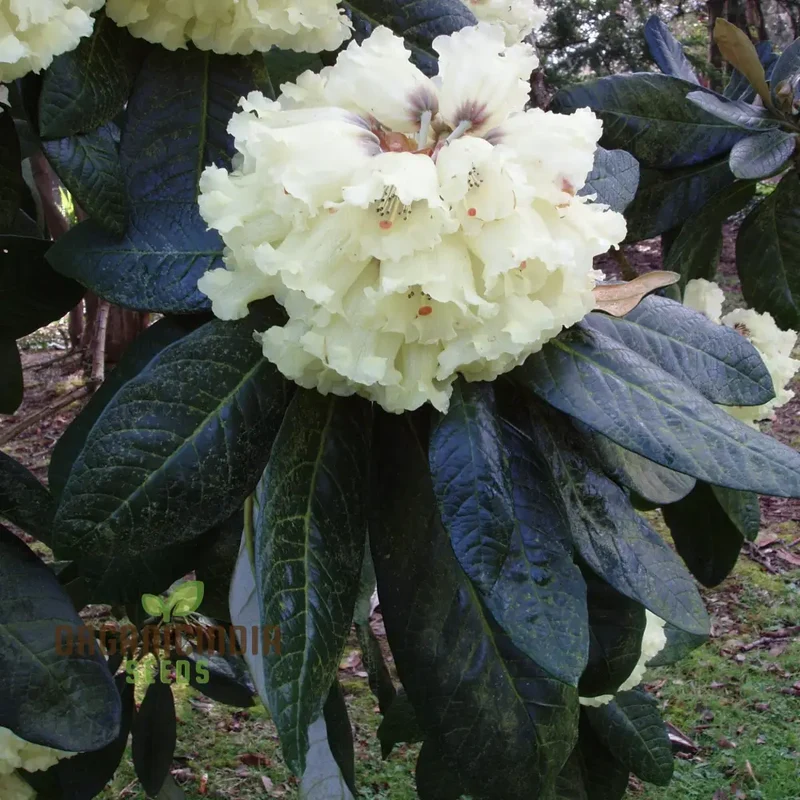Rhododendron Seeds (Rhododendron macabeanum Seeds) - Majestic Hardy Blooms for Gardens