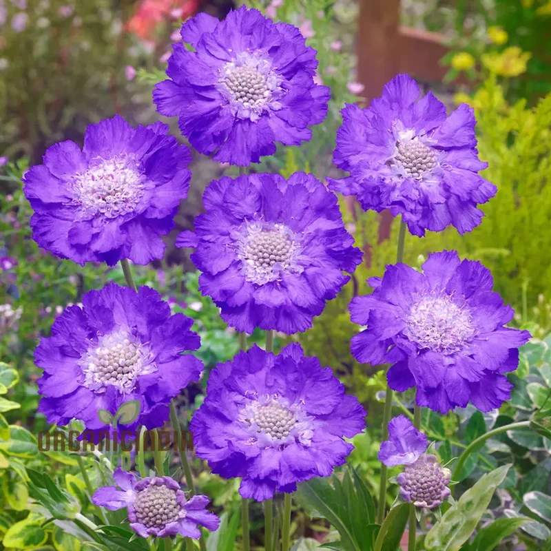 Double Lavender Blue Pincushion Scabiosa Seeds â€“ Cultivate Beauty and Charm in Your Garden with Premium Seeds!