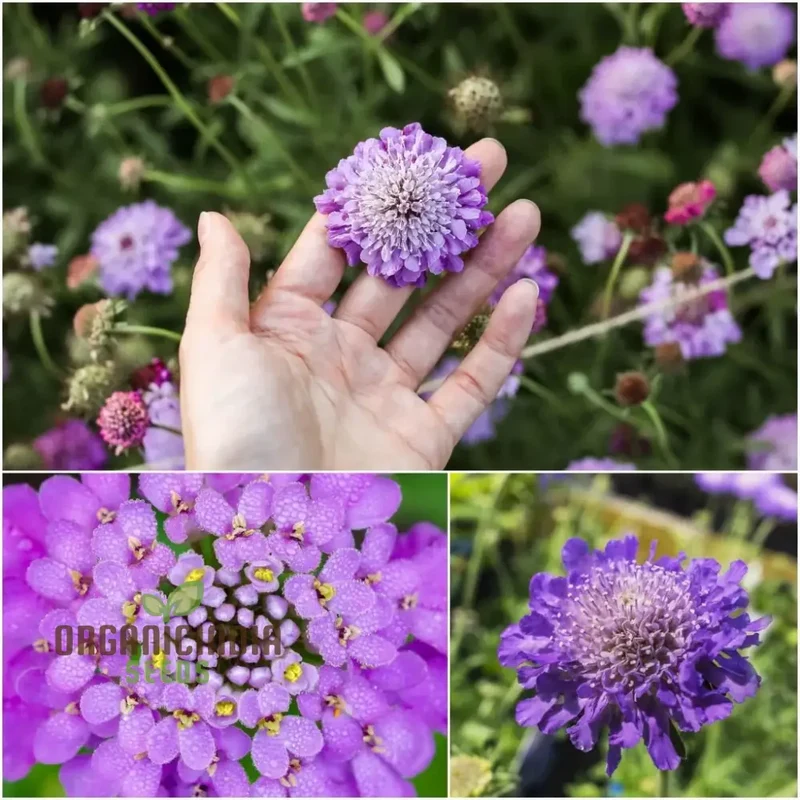 Double Lavender Blue Pincushion Scabiosa Seeds â€“ Cultivate Beauty and Charm in Your Garden with Premium Seeds!