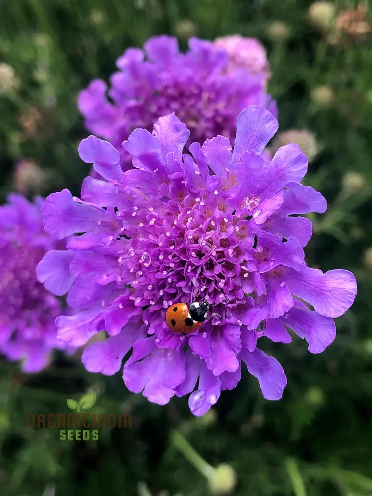 Double Lavender Blue Pincushion Scabiosa Seeds â€“ Cultivate Beauty and Charm in Your Garden with Premium Seeds!