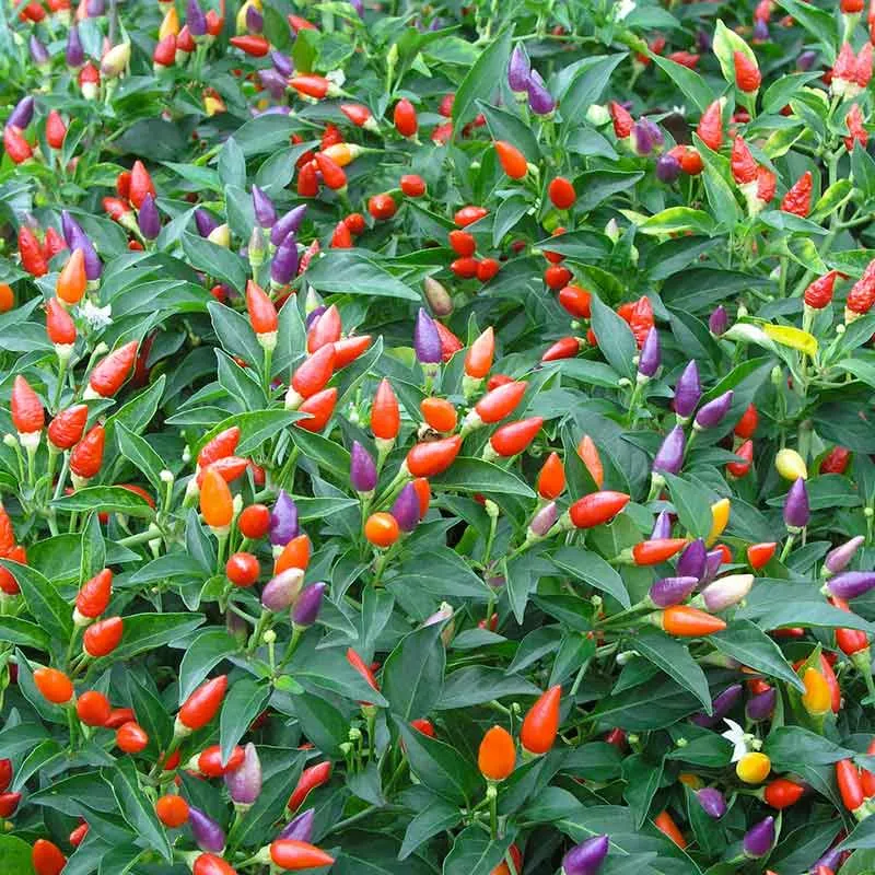 Chilli Santa Fe Grande Seeds for Planting and Gardening Organic Seed Collection