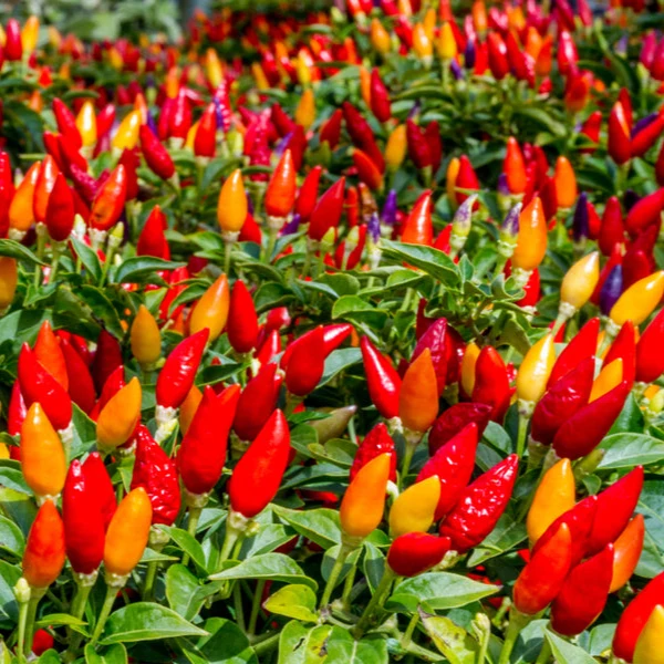 Chilli Santa Fe Grande Seeds for Planting and Gardening Organic Seed Collection